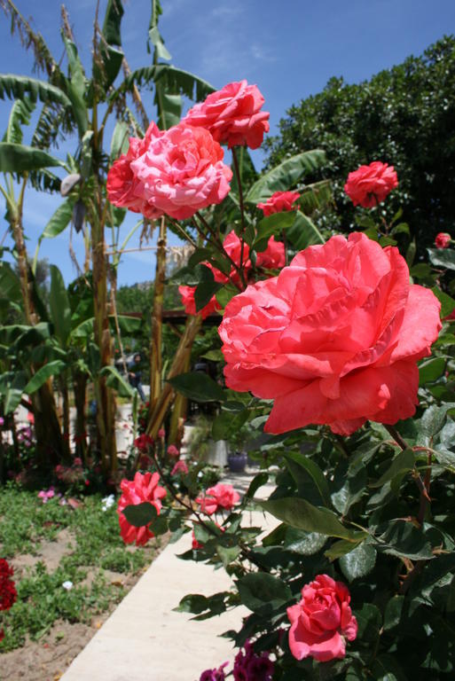 Paradise Garden Gumusluk Evleri Aparthotel Εξωτερικό φωτογραφία